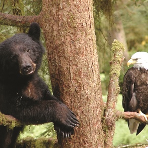Eagle & Bear